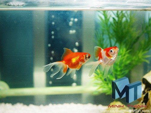 đặt bệ cá hợp phong thủy mang lại nhiều tài lộc