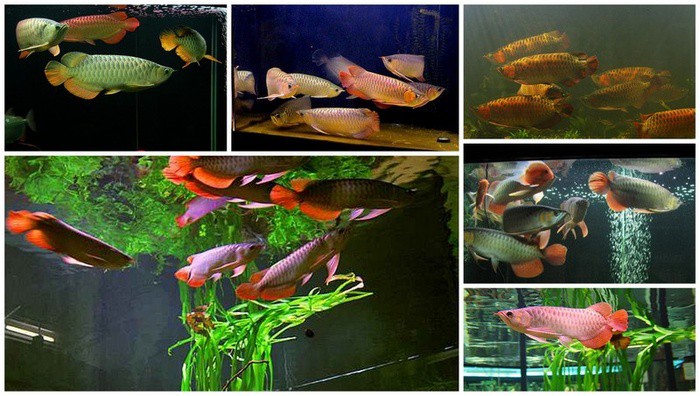 mot-so-luu-y-12-con-giap-khi-trang-tri-nha-cua-can-biet-nhung-dieu-cam-ky-sau-1